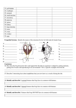 23. gall bladder 
 
 
 
24. esophagus 
 
 
 
25. stomach 
 
 
 
26. small intestine  
 
 
27. mesentery 
 
 
 
28. pancreas
