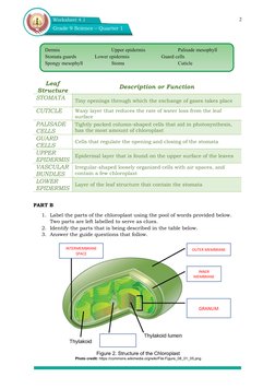 Chloroplast and Leaf Structure Worksheet | PDF | Leaf | Chloroplast