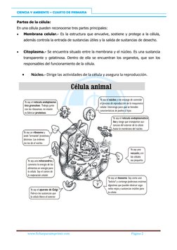 La Célula para Cuarto Grado | PDF | Biología Celular) | Vacuole