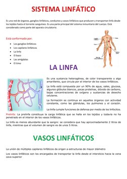 Es una red de órganos, ganglios linfáticos, conductos y vasos linfáticos que producen y transportan linfa desde 
los te