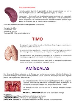 Funciones hemáticas: 
 
Hematopoyesis: durante la gestación, el bazo se caracteriza por ser un 
importante productor de e