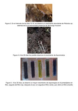 Figura 3. En el intervalo de los días 10-14, se observó un crecimiento abundante de Pilobolus sp,
además de la ya mencionada