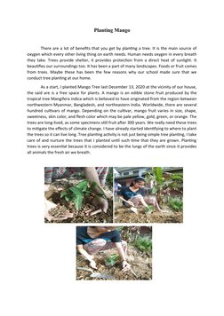 Planting Mango
There are a lot of benefits that you get by planting a tree. It is the main source of
oxygen which every other