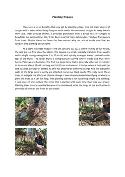 Planting Papaya
There are a lot of benefits that you get by planting a tree. It is the main source of
oxygen which every othe