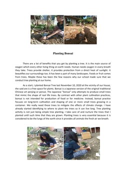 Planting Bonsai
There are a lot of benefits that you get by planting a tree. It is the main sou