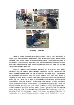 Planting Tamarind
There are a lot of benefits