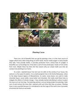,          
 
Planting Cacao
There are a lot of benefits that you get by planting a tree. It is the ma