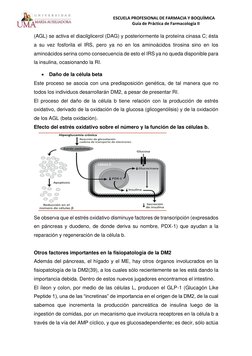 ESCUELA PROFESIONAL DE FARMACIA Y BOQUÍMICA 
Guía de Práctica de Farmacología II 
 
(AGL) se activa el diacilglicerol (DAG) y