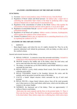 Urinary System Anatomy Overview | PDF | Kidney | Angiotensin