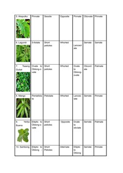 Leaf Classification Activity Guide | PDF | Leaf | Plants