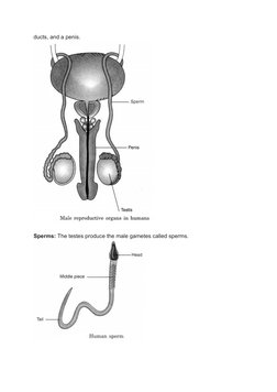 ducts, and a penis.
Sperms: The testes produce the male gametes called sperms.
