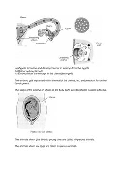 (a) Zygote formation and development of an embryo from the zygote
(b) Ball of cells (enlarged)
(c) Embedding of the embryo in