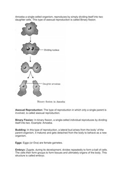 Amoeba a single-celled organism, reproduces by simply dividing itself into two 
daughter cells. This type of asexual reproduc