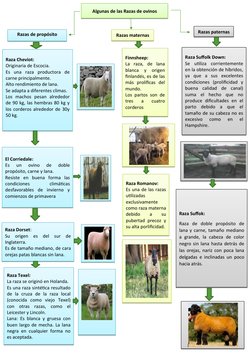 Raza Romanov: 
Es una de las razas
utilizadas
exclusivamente
como raza materna
debido
 
a
 
su
pubertad precoz y
su alta porl