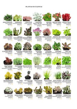  
 
PLANTAS SUCULENTAS 
 
 
