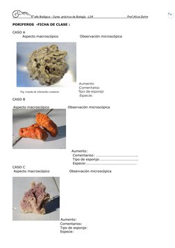5º año Biológico - Curso  práctico de Biología  -L34                                           Prof.Alicia Dutra  
 
4 
PORIF