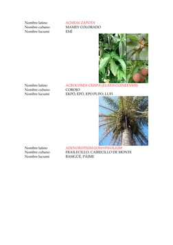 Nombre latino 
ACHRAS ZAPOTA 
Nombre cubano 
MAMEY COLORADO 
Nombre lucumí 
EMÍ 
Nombre latino 
ACROCOMIA CRISPA (ELAEIS GUIN