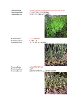 Nombre latino 
ADIANTUM TENERUM (ADIANTUM CAPILLUS VENERIS) 
Nombre cubano 
CULANTRILLO DE POZO 
Nombre lucumí 
KOTONIO, OFI,