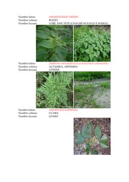 Nombre latino 
AMARANTHUS VIRIDIS 
Nombre cubano 
BLEDO 
Nombre lucumí 
LOBÉ, EWE TETÉ (CHAURÉ KUE KUE E WEIKO) 
 
Nombre lat