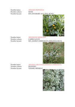 Nombre latino 
ARACHIS HYPOGAEA 
Nombre cubano 
MANÍ 
Nombre lucumí 
EPÁ, EPAMILBO, EFÁ, EWA, BUSIA 
Nombre latino 
ARGEMONE