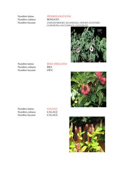 Nombre latino 
IPOMOEA BATATAS 
Nombre cubano 
BONIATO 
Nombre lucumí 
UNDUKÚMDUKÚ, KUÁNDUKU, ODUKÓ, CUCÚNDU 
CUENDÚEN, CUCUN