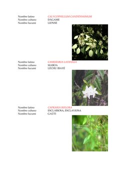 Nombre latino 
CALYCOPHILLUM CANDIDISSIMUM 
Nombre cubano 
DÁGAME 
Nombre lucumí 
LIONSE 
Nombre latino 
CAMERARIA LATIFOLIA