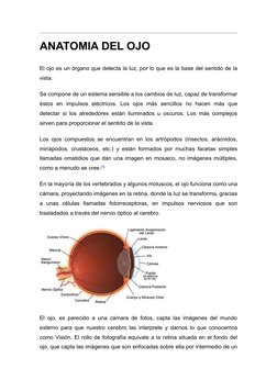 ANATOMIA DEL OJO
El ojo es un órgano  (http://es.wikipedia.org/wiki/%C3%93rgano_(biolog%C3%ADa))que detecta la luz, (http://e