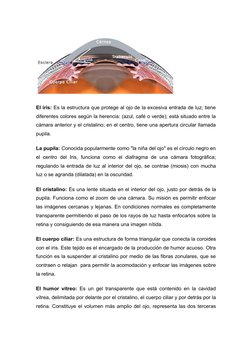 El iris: Es la estructura que protege al ojo de la excesiva entrada de luz; tiene 
diferentes colores según la herencia: (azu