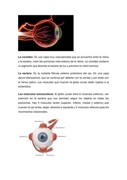 La coroides: Es una capa muy vascularizada que se encuentra entre la retina 
y la esclera, nutre las porciones más externa de