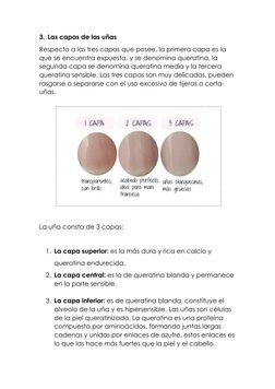 3. Las capas de las uñas 
Respecto a las tres capas que posee, la primera capa es la 
que se encuentra expuesta, y se denomin