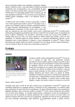 (https://pt.wikipedia.org/wiki/Ficheiro:Giant_otter_(Pteronura_brasiliensis)_2.jpg) (https://pt.wikipedia.org/wiki/Ficheiro: