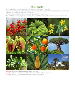 Reino Vegetal
El reino vegetal, está compuesto por organismos eucariotas, multicelulares y autótrofos. 
Sus células cuentan c