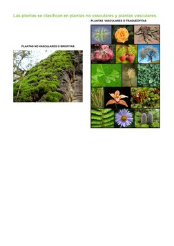 Las plantas se clasifican en plantas no vasculares y plantas vasculares.
PLANTAS NO VASCULARES O BRIOFITAS
PLANTAS  VASCULARE