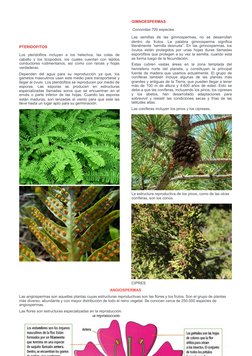 PTERIDOFITOS
Los pteridofitos incluyen a los helechos, las colas de
caballo y los licopodios, los cuales cuentan con tejidos