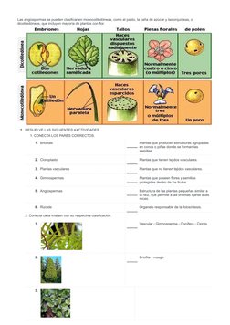Las angiospermas se pueden clasificar en monocotiledóneas, como el pasto, la caña de azúcar y las orquídeas, o
dicotiledóneas