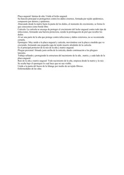 Placa ungueal/ lámina de uña: Unida al lecho ungueal.
Su función principal es protegernos contra los daños externos, formada