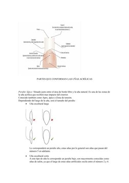 PARTES QUE CONFORMAN LAS UÑAS ACRÍLICAS 
Peralte/ Ápice: Situado justo entre el área de borde libre y la uña natural. Es una