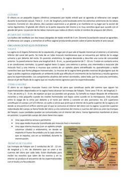 3
CLÍTORIS
El clítoris es un pequeño órgano cilíndrico compuesto por tejido eréctil que se agranda al rellenarse con sangre
d