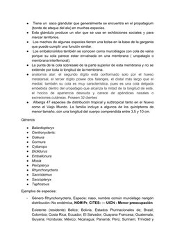 ●
 Tiene un  saco glandular que generalmente se encuentra en el propatagium
(borde de ataque del ala) en muchas especies. 
●