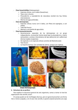 - 
Clase hexactinélidas (hialoesponjas). 
o Espículas silíceas, con 6 radios (hexactinas). 
o Tipos sicon o leucon. 
o Pinaco