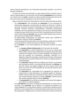 externa llamada pinacodermis, una intermedia denominada mesohilo y una interna 
llamada coanodermis. 
El cuerpo del animal es