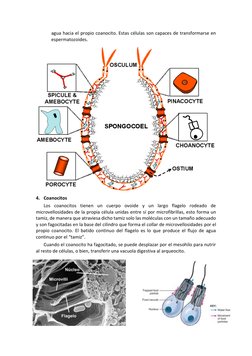 agua hacia el propio coanocito. Estas células son capaces de transformarse en 
espermatozoides. 
 
4. Coanocitos  
Los coanoc