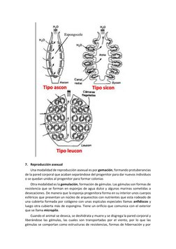 7. Reproducción asexual 
Una modalidad de reproducción asexual es por gemación, formando protuberancias 
de la pared corpor