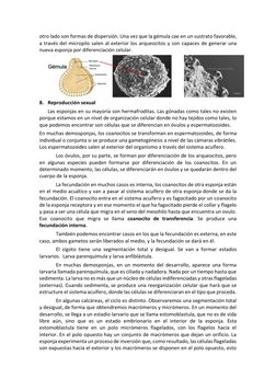 otro lado son formas de dispersión. Una vez que la gémula cae en un sustrato favorable, 
a través del micropilo salen al exte