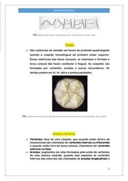 7 
 
@JOAOPAULOFROTA 
 
12MADEIRA, Miguel Carlos. Anatomia do Dente . 8ed. São Paulo: Sarvier, 2016. 
 
Cúspides 
 São sal