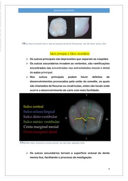 9 
 
@JOAOPAULOFROTA 
 
16COL.Glauro Fioranelli Vieira e. Atlas de Anatomia de Dentes Permanentes. 3ed. São PAulo: Santos,