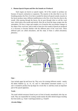Diagram of Human Speech Organs | PDF | Larynx | Human Throat