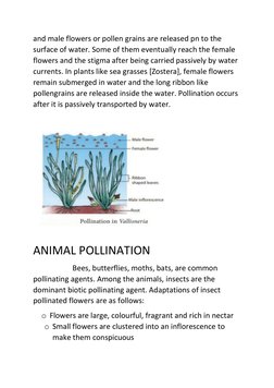 and male flowers or pollen grains are released pn to the 
surface of water. Some of them eventually reach the female 
flowers