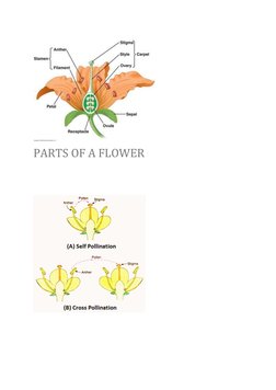  
 
PARTS OF A FLOWER 
 
 
 
 
 
