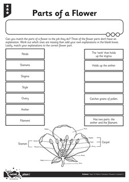Parts of a Flower Matching Activity | PDF | Flowers | Pollination